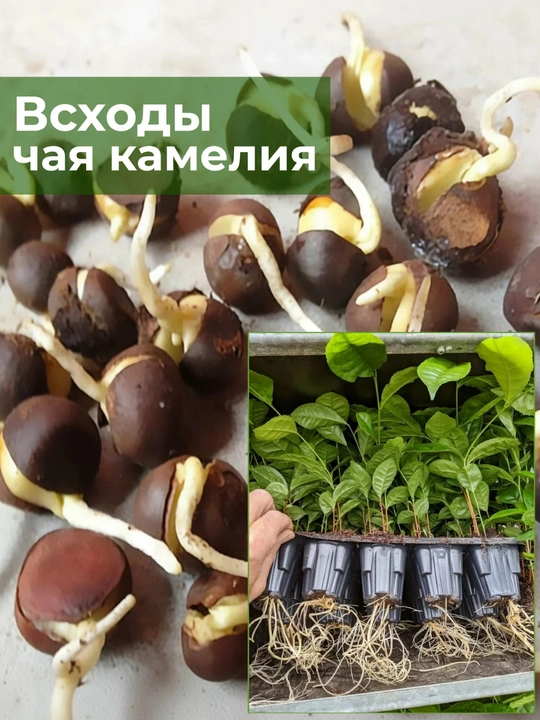 Чай Камелия Китайская, семена, 20 шт, семена экзотических растений