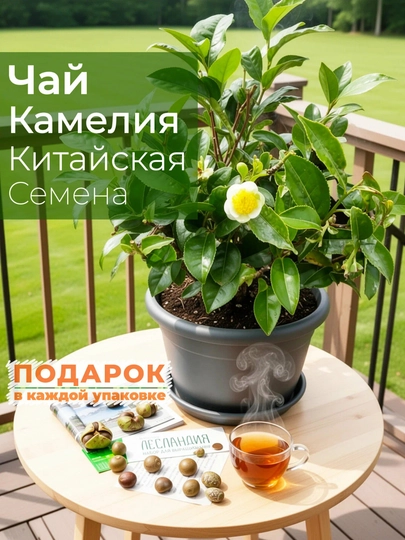 Чай Камелия Китайская, семена, 20 шт, семена экзотических растений - 