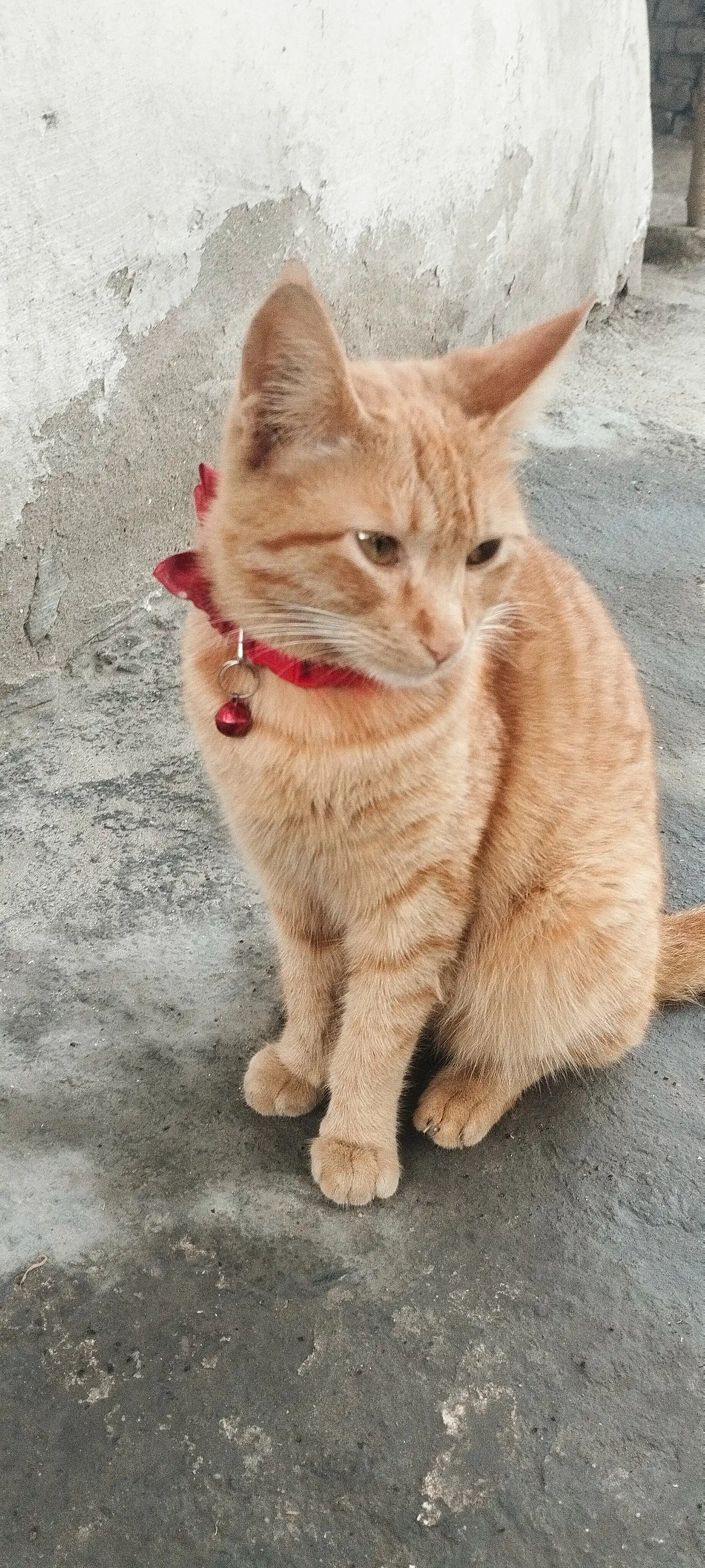 Ошейник для кошек и щенков