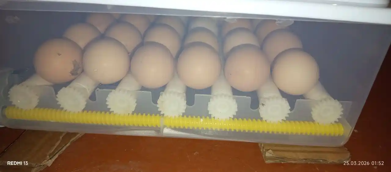 Inkubator, Avtomatik burilishli tuxum inkubatori, termoregulyator,haroratni nazorat qilish