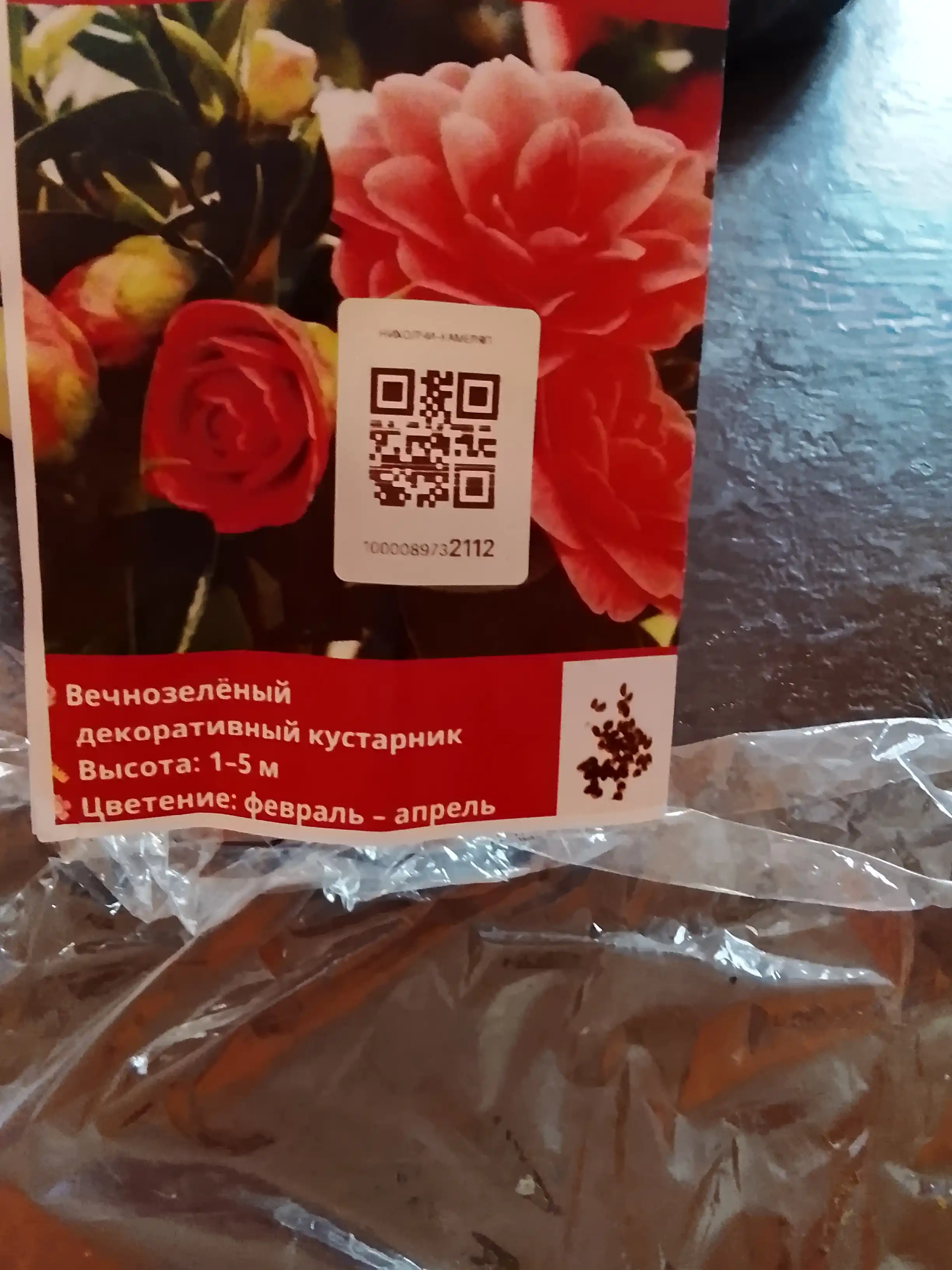 Yapon kameliyasi, urug‘lari
