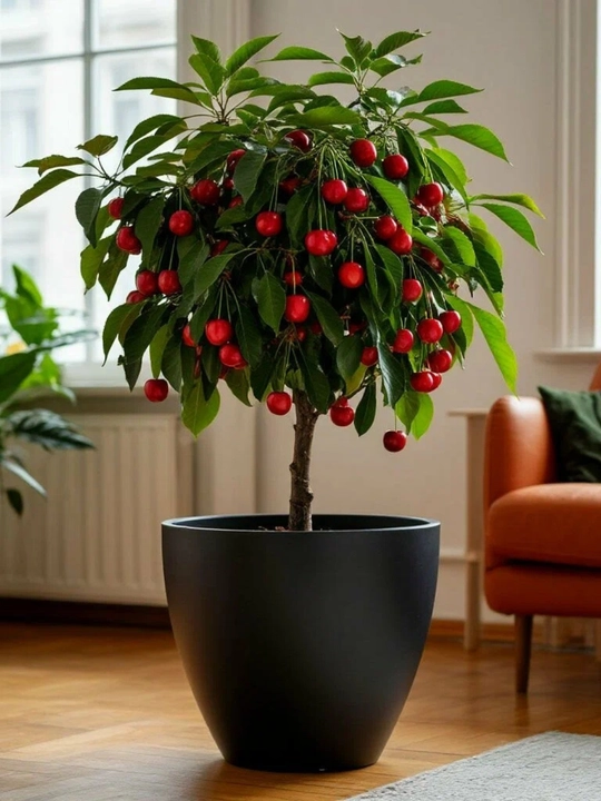 Kichik xona gilosi, bonsai, urug‘lar