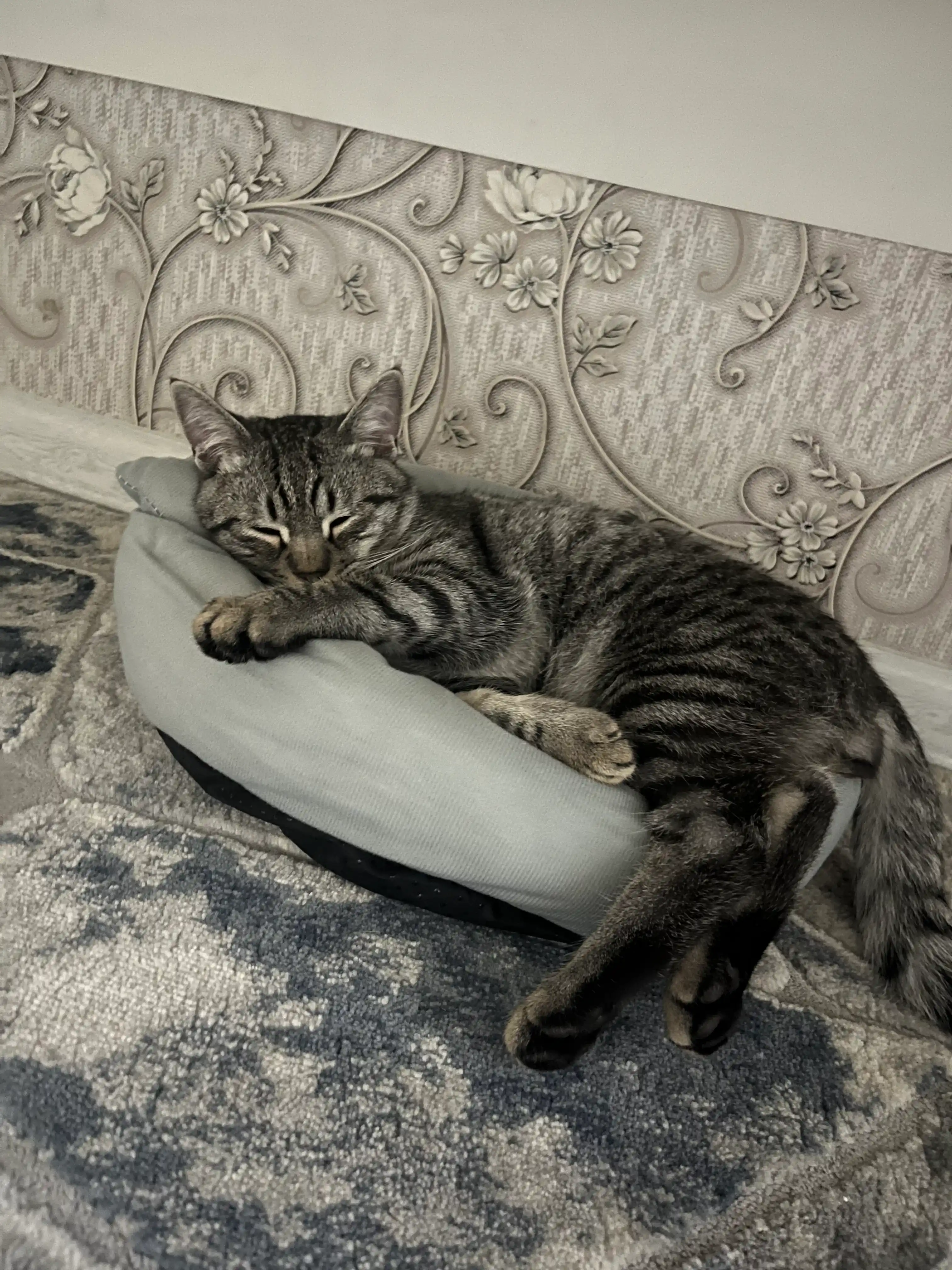 Лежак, матрасик для кошек и собак