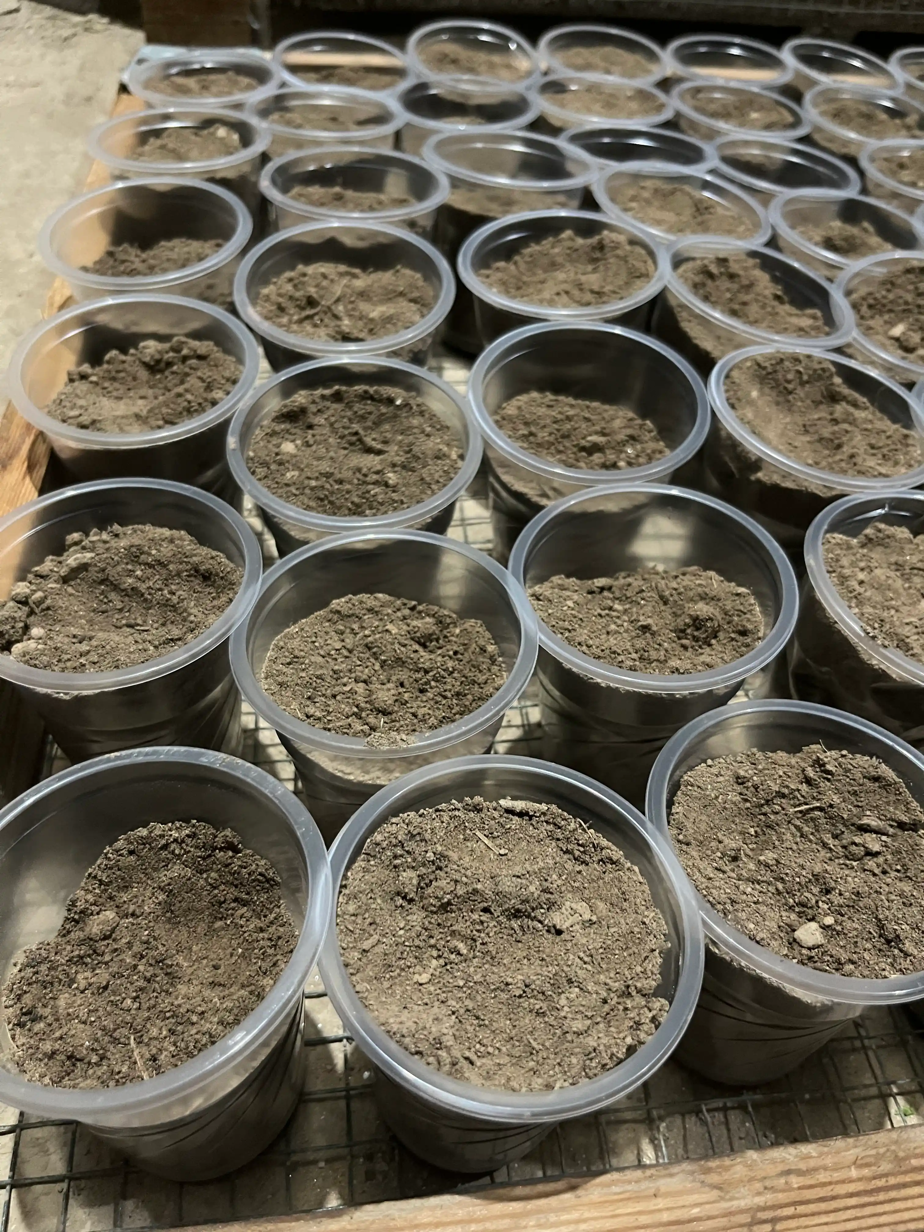 Kuller uchun bir martalik plastik stakan 