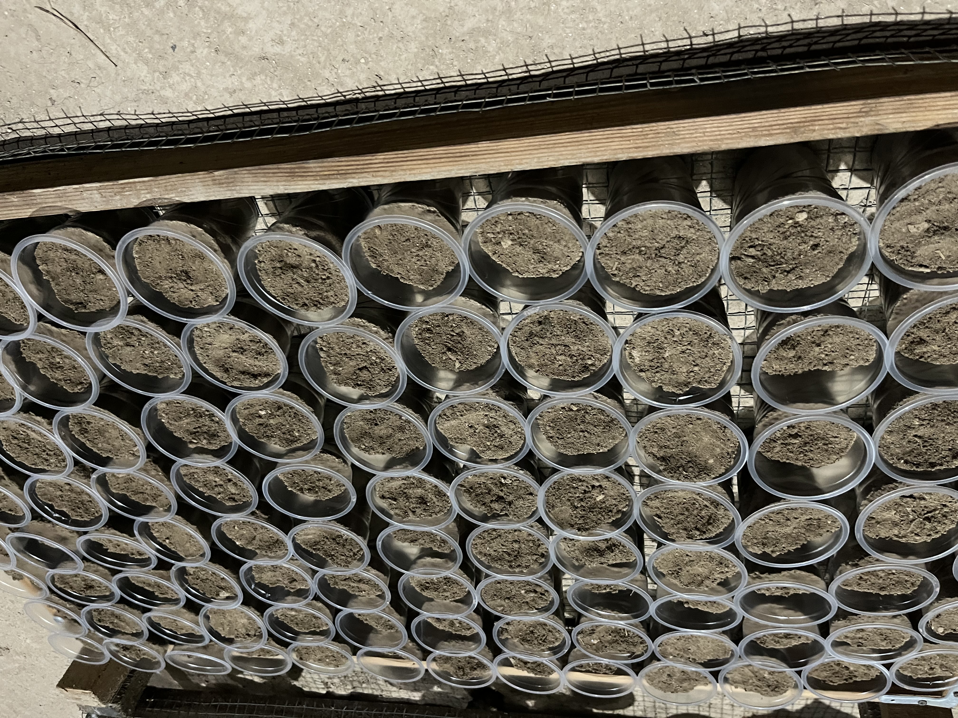 Kuller uchun bir martalik plastik stakan 