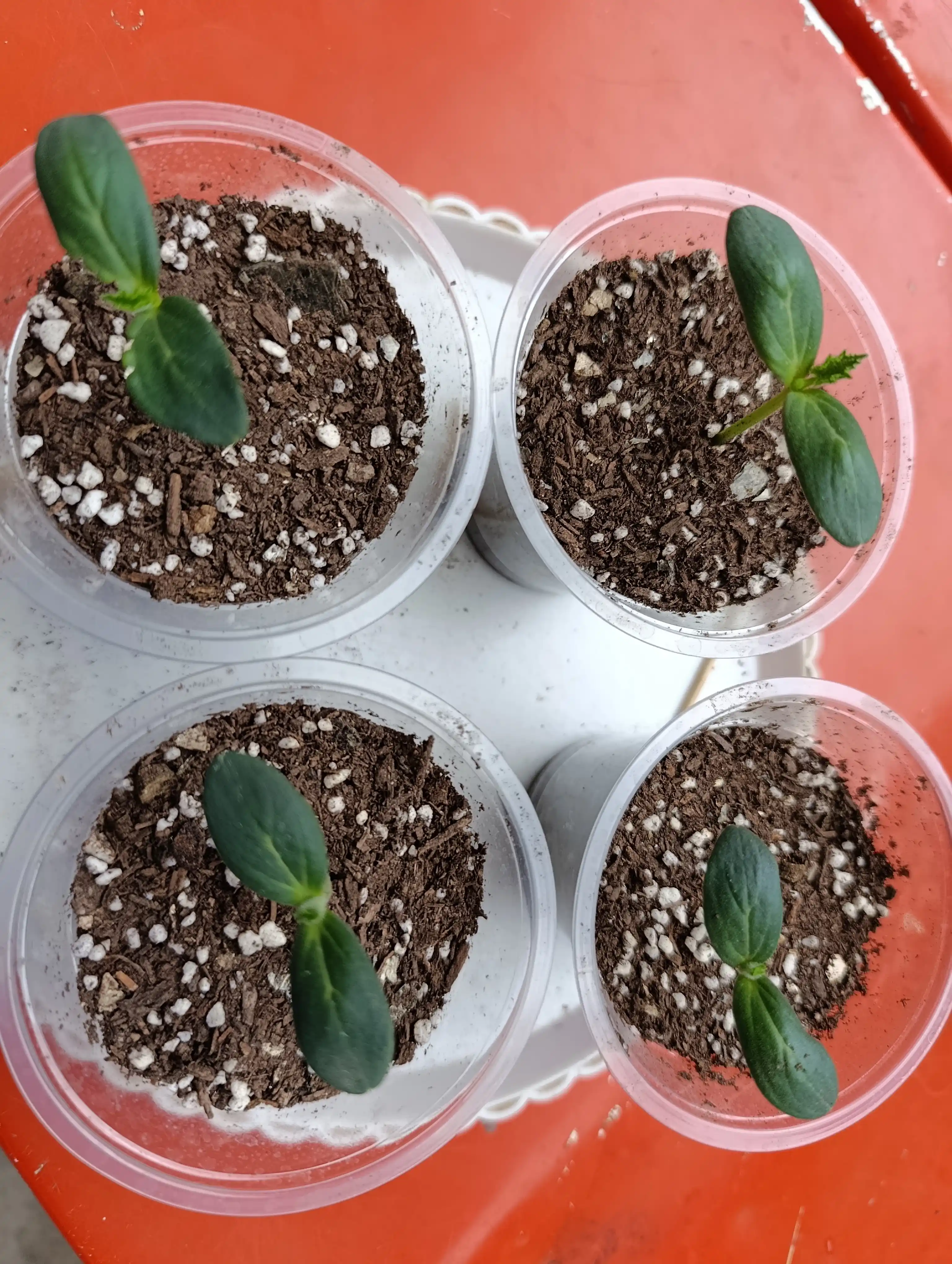 Семена огурца одна упаковка 10 гр, и в комплекте три упаковки - Profi Agro Seeds, 30 гр
