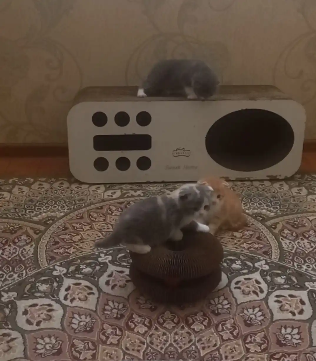Когтеточка для кошек с мятой и мячиком