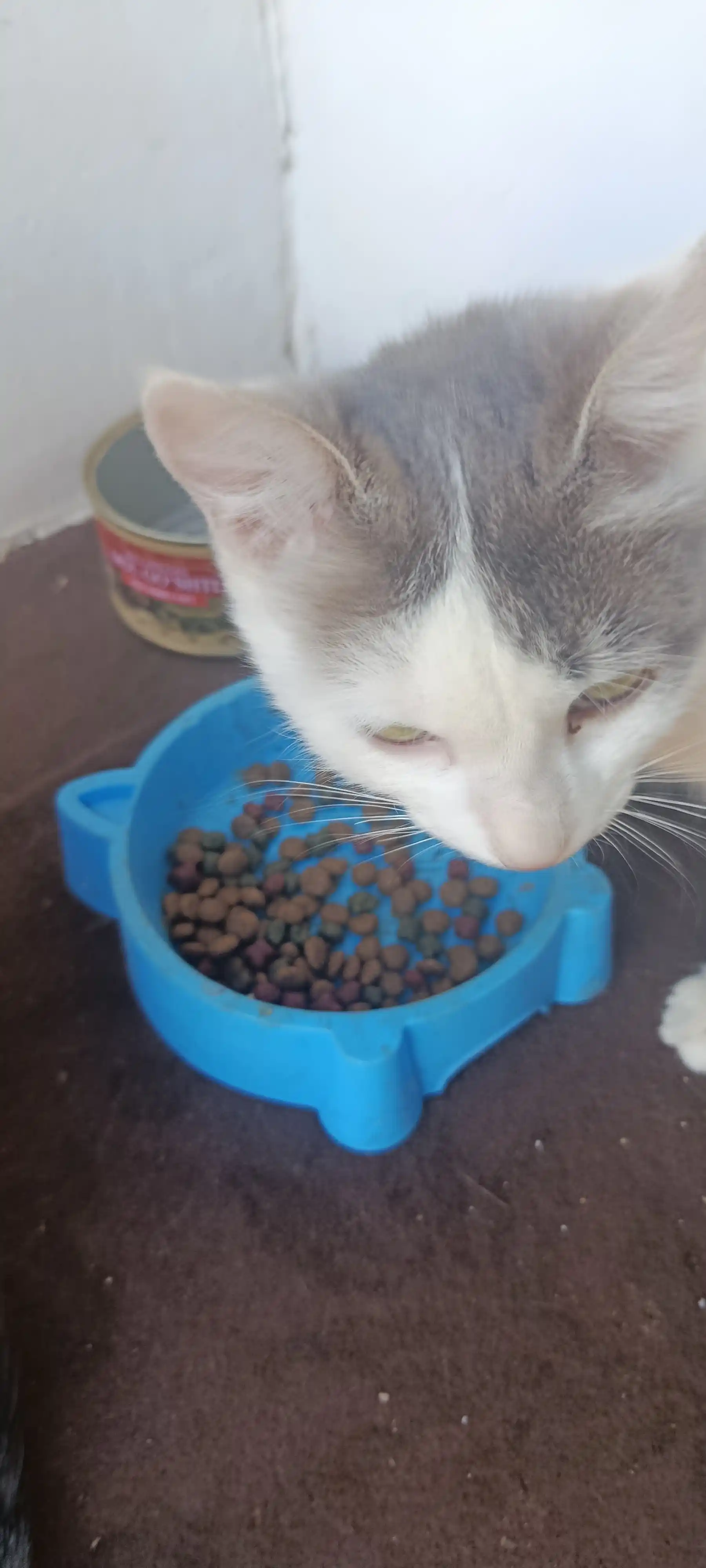 Paw Picks Tail Twist mushuklar uchun quruq yem go‘sht, guruch va sabzavot bilan 1 kg
