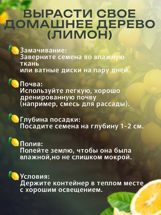 Домашний лимон набор + домашний гранат набор