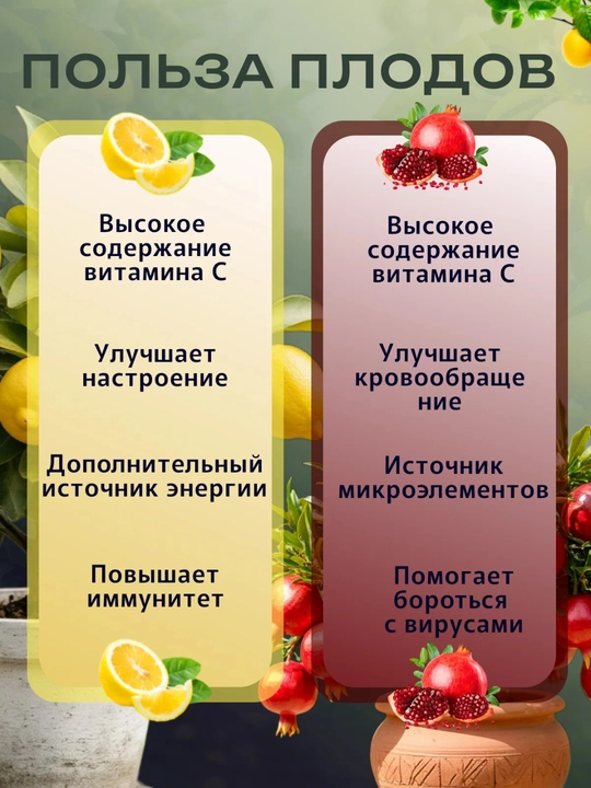 Домашний лимон набор + домашний гранат набор