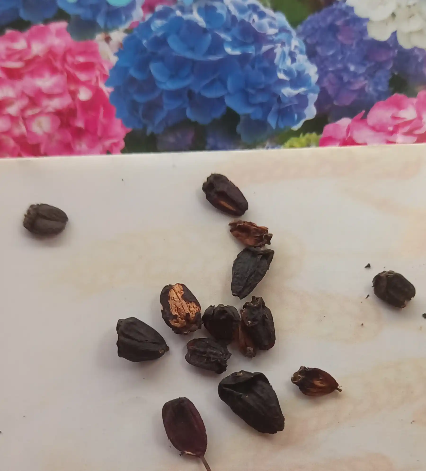 Bolgar qalampir urug'lari, qushqo'nmas, marul, hidrangea urug'lari, gul urug'lari