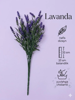 Lavanda