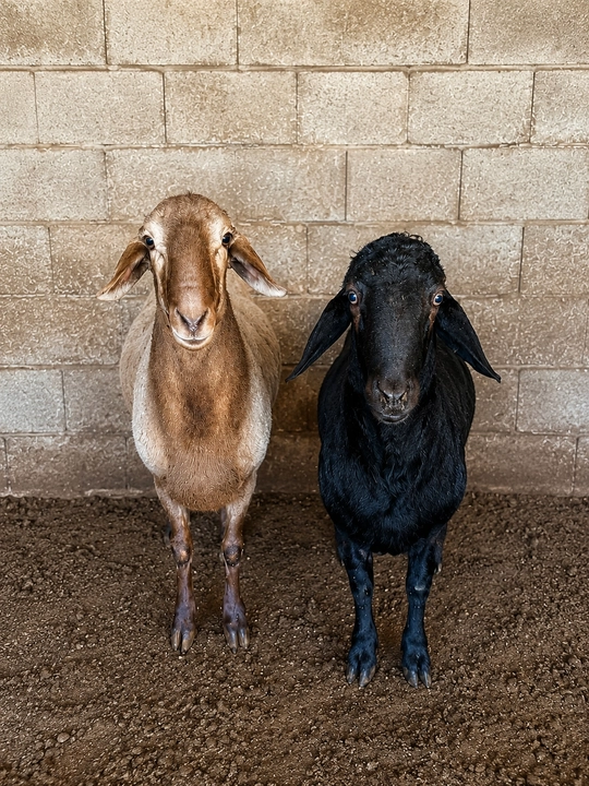 Ferma sharoitida parvarishlangan sifatli qo‘y