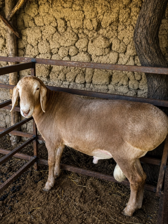 Ferma sharoitida parvarishlangan sifatli qo‘y