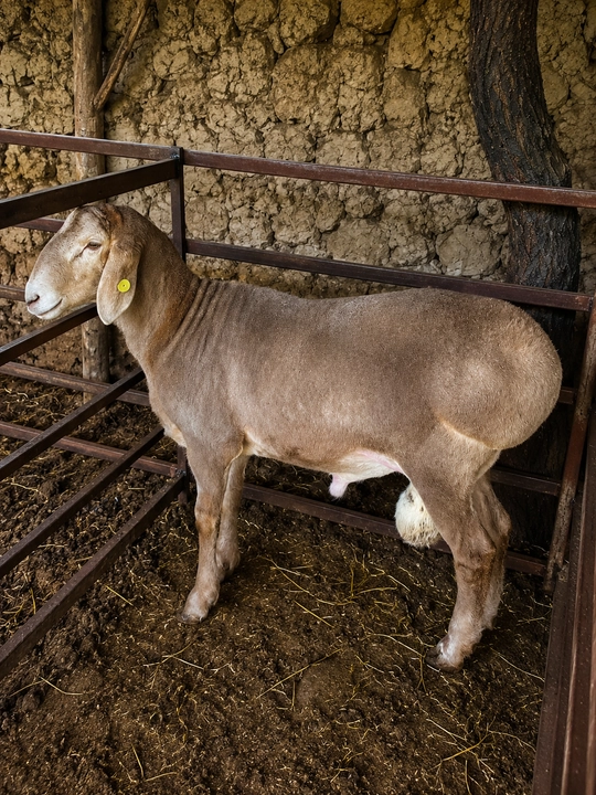 Ferma sharoitida parvarishlangan sifatli qo‘y