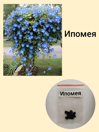 Семена Ипомеи 10 шт — KNEET-EPO