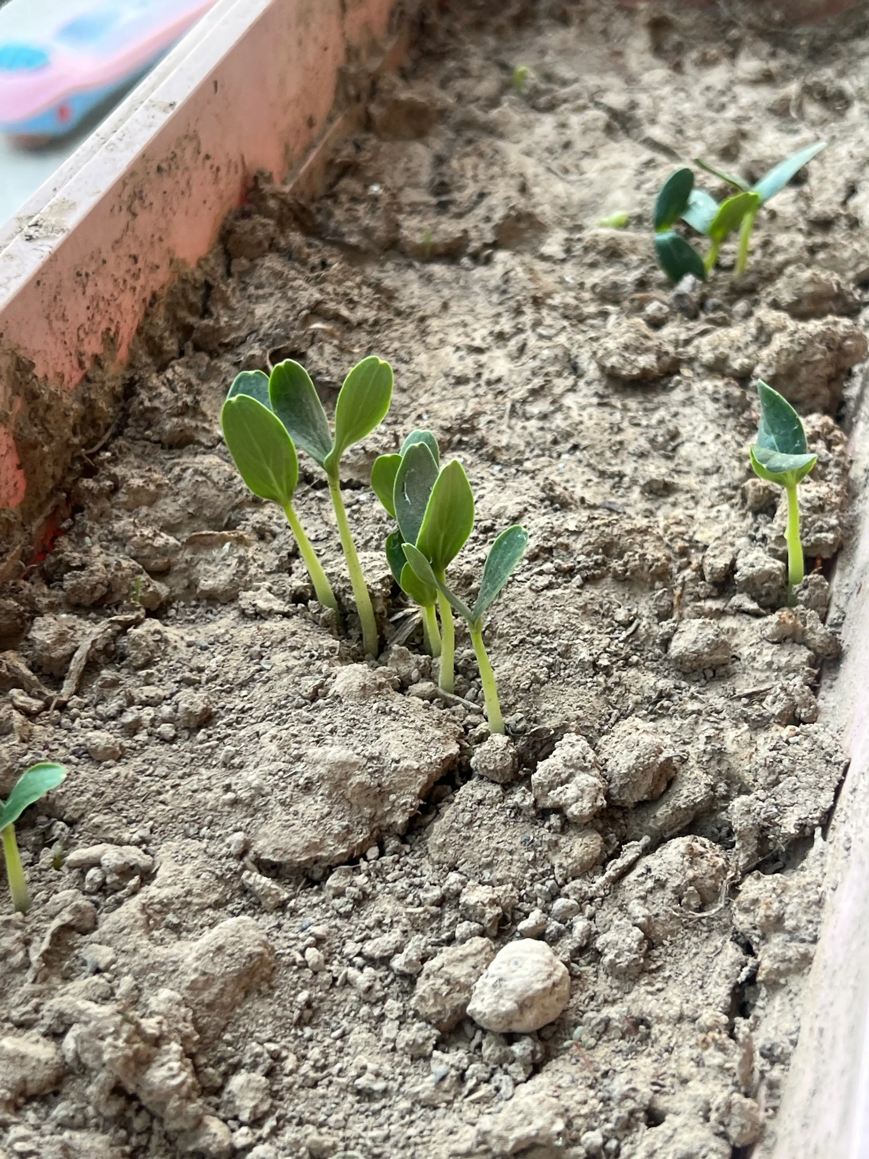 Семена огурца одна упаковка 10 гр, и в комплекте три упаковки - Profi Agro Seeds, 30 гр