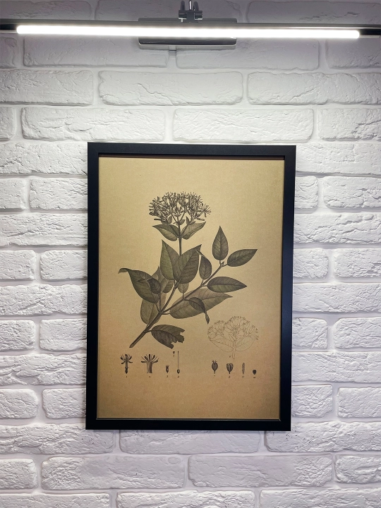 Inteyer Surati, retro formatda, 40x55 «XIX Asr Ekzotik O‘simligi»