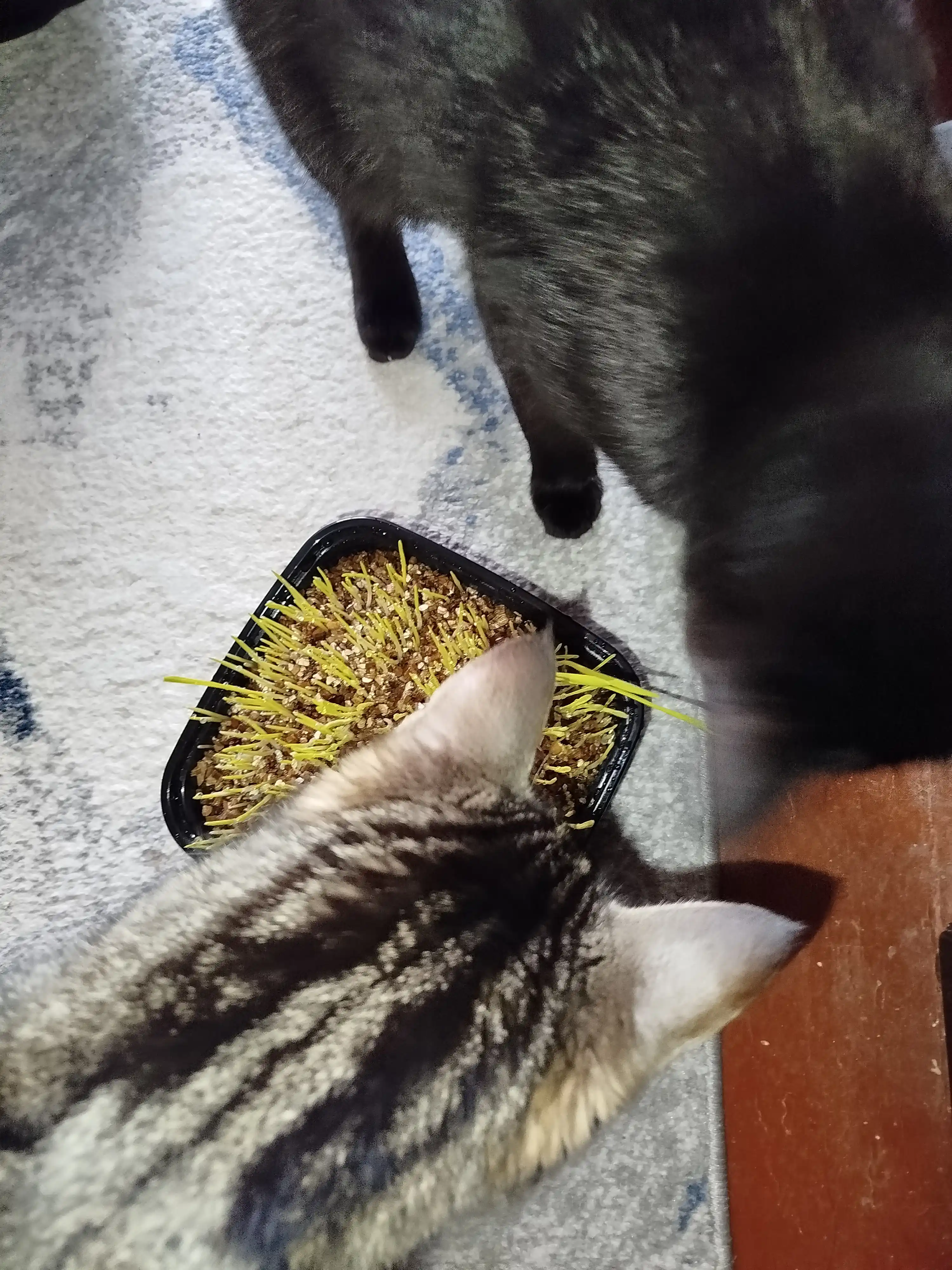 Трава для кошек Smart Pets – выводит комки шерсти, лакомство для кошек, 130 г