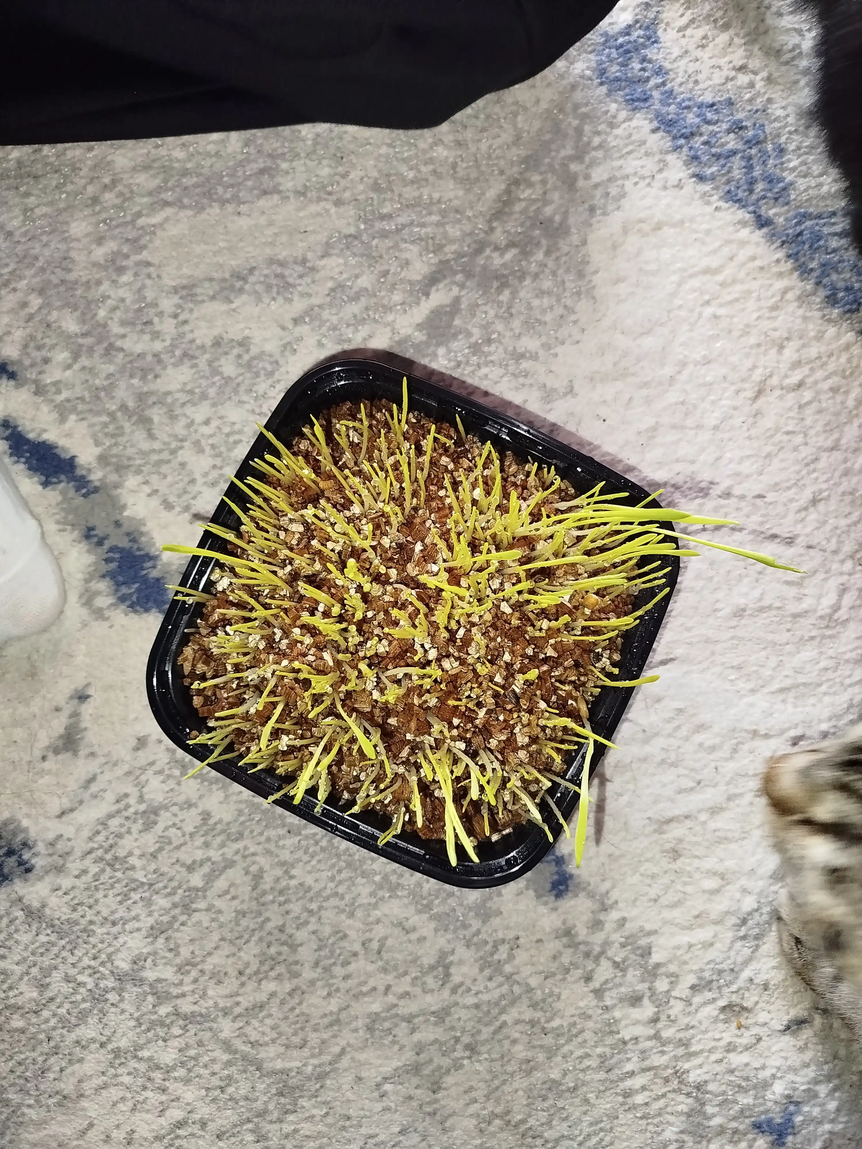Трава для кошек Smart Pets – выводит комки шерсти, лакомство для кошек, 130 г