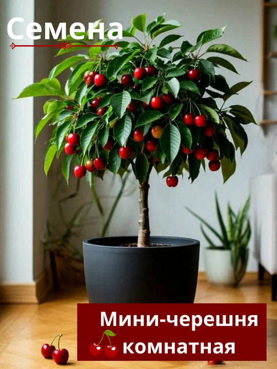 Kichik xona gilosi, bonsai, urug‘lar - 