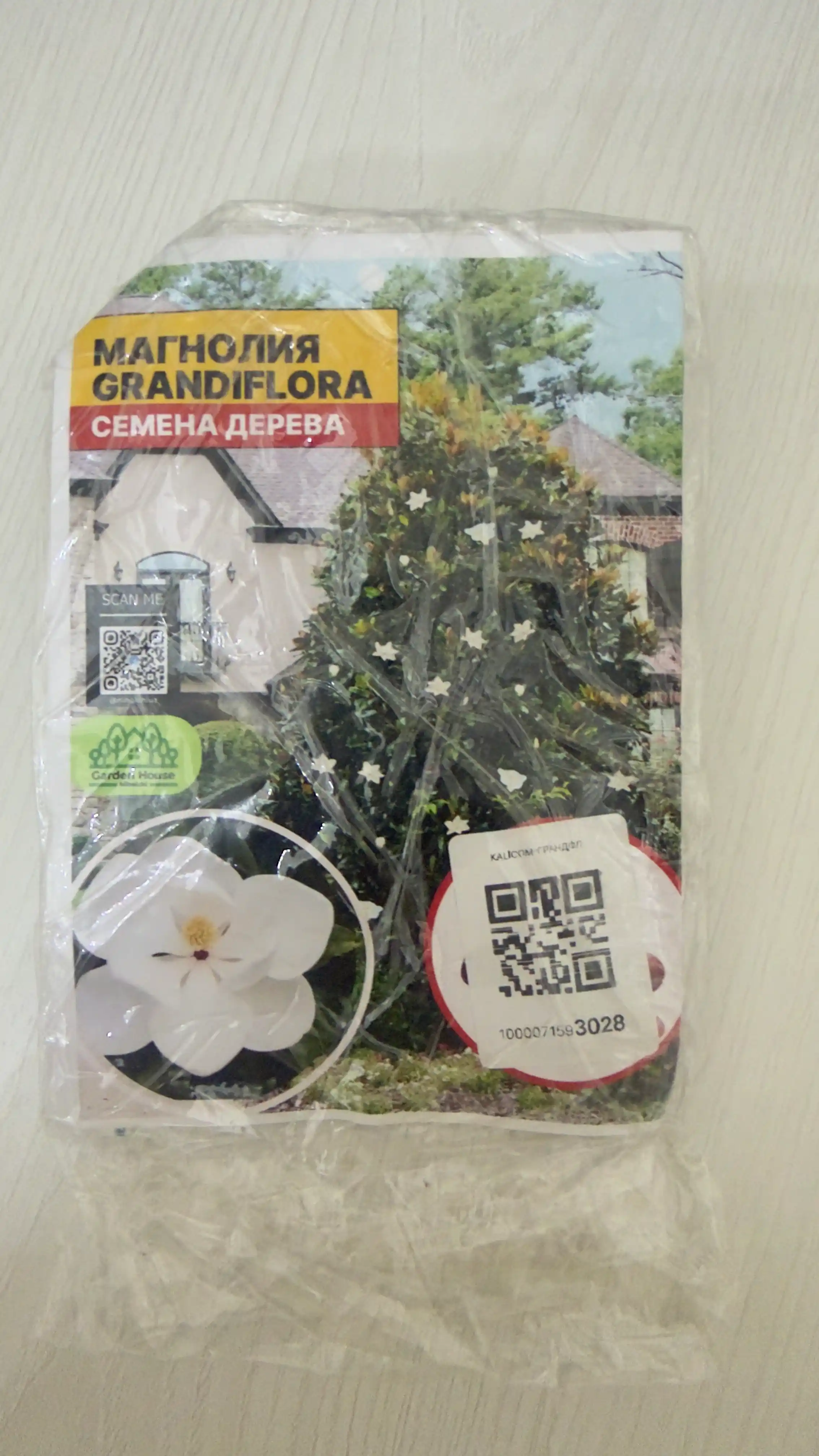 Oq gulli magnoliya Grandiflora shimoliy daraxt, 8 urug‘li