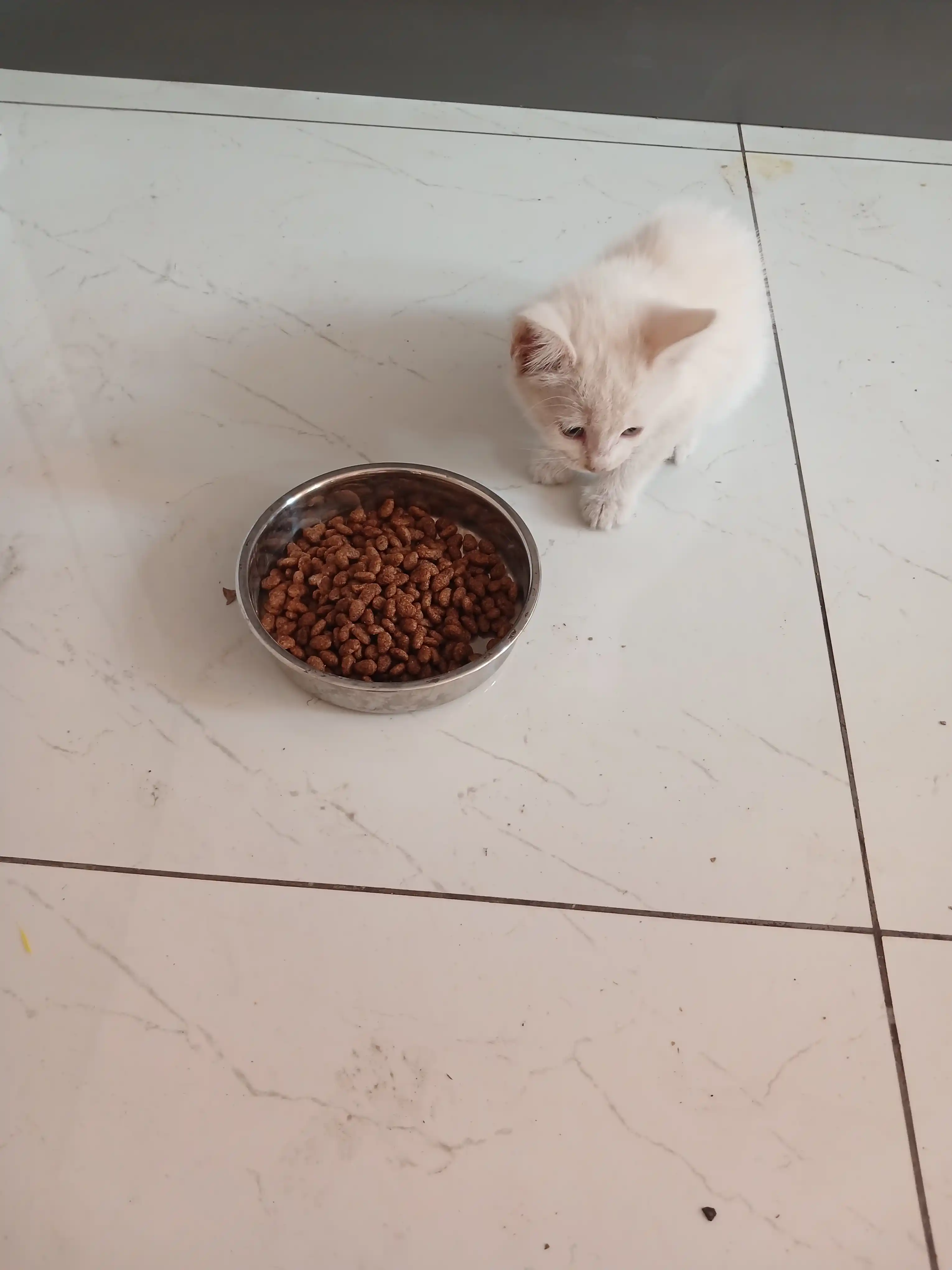 Paw Picks Tail Twist сухой корм для кошек с рыбой 1 кг
