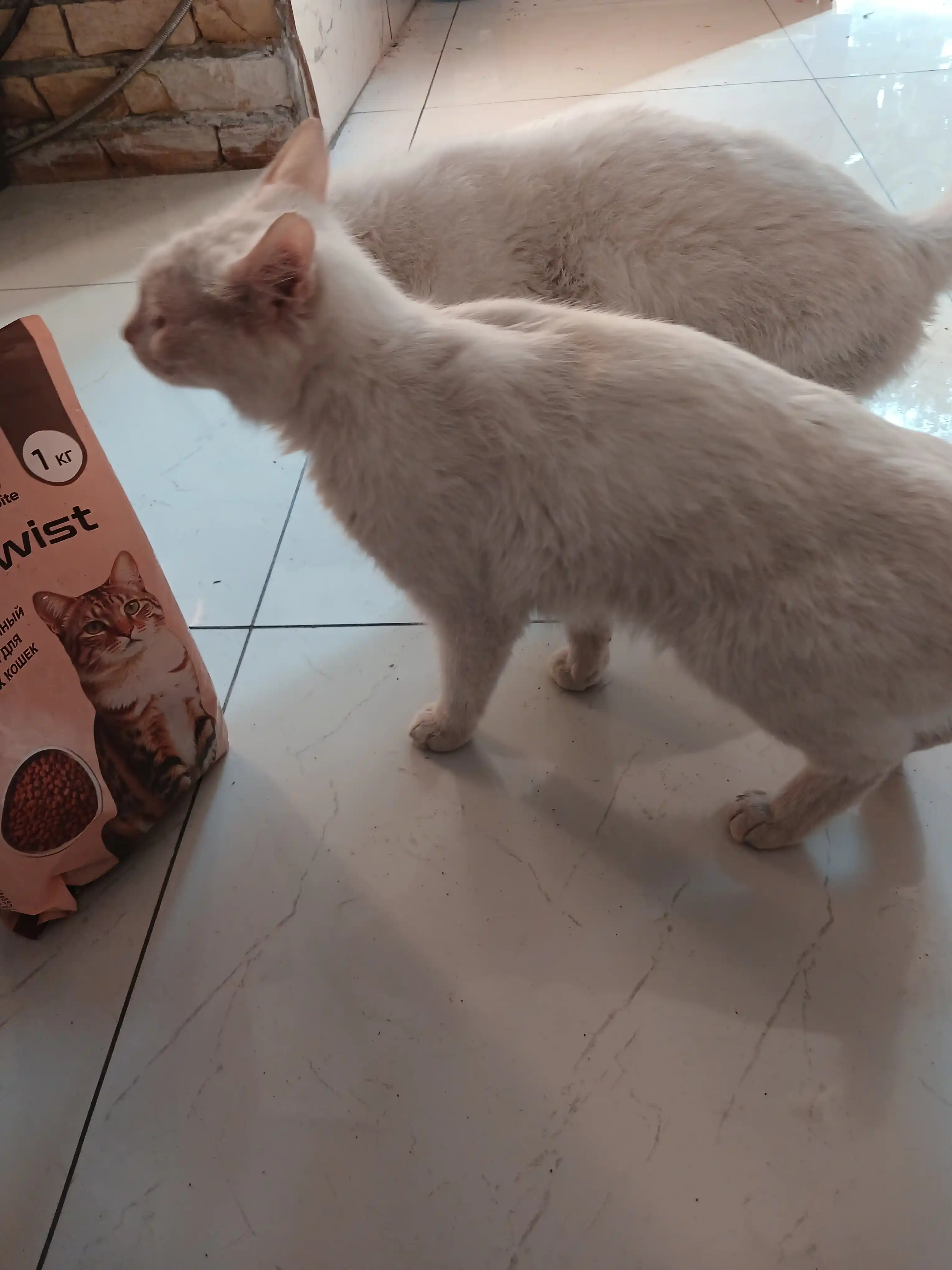 Paw Picks Tail Twist сухой корм для кошек с рыбой 1 кг