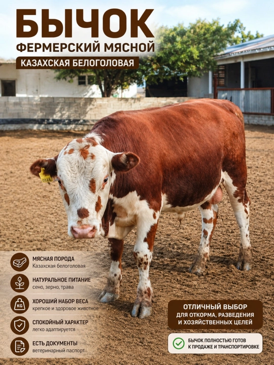 Go‘shtchi fermer buqachasi Qozoq oqbosh buqachasi - 