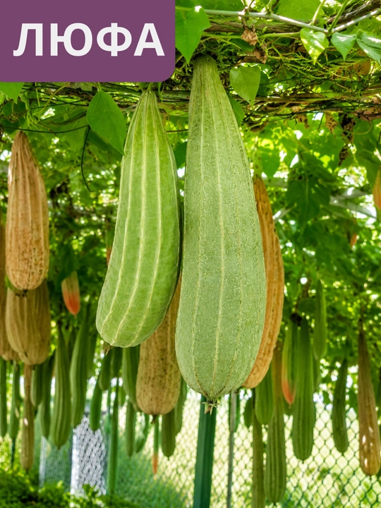Luffa mochalka urug‘lari. Yetishtirish uchun lyuffa. Tabiiy mochalka. lyufa - 