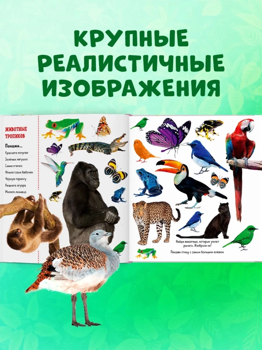 Top va ko‘rsat, bolajon — kichkintoylar uchun yorqin kitob-o‘yin