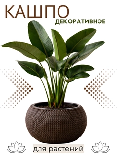 Тёмно-коричневый
