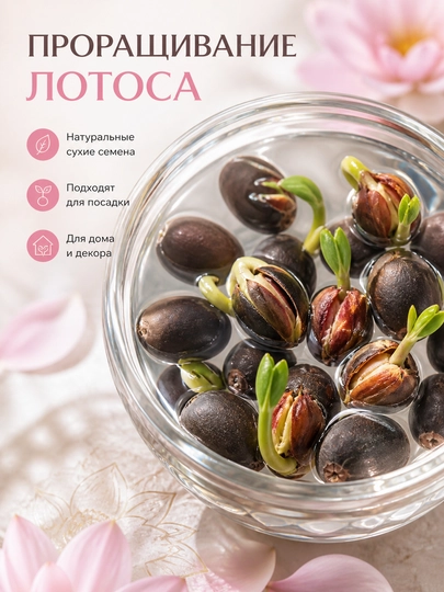 Семена лотоса 30 шт для проращивания, посадки, декора и домашнего выращивания — SKLADOV-SEMENA303F