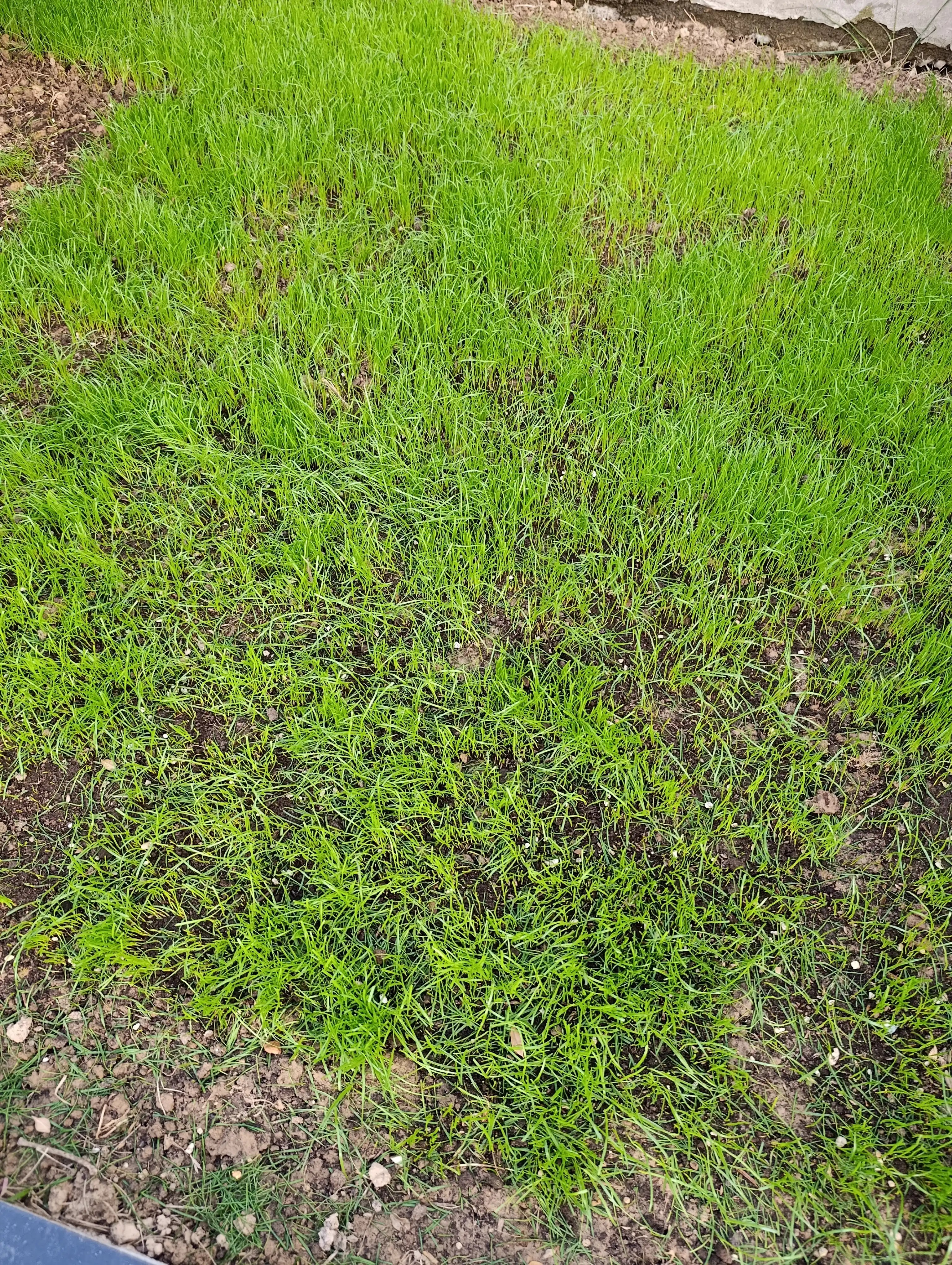 Maysa, o't, gazon, Canada Green, 1 kg