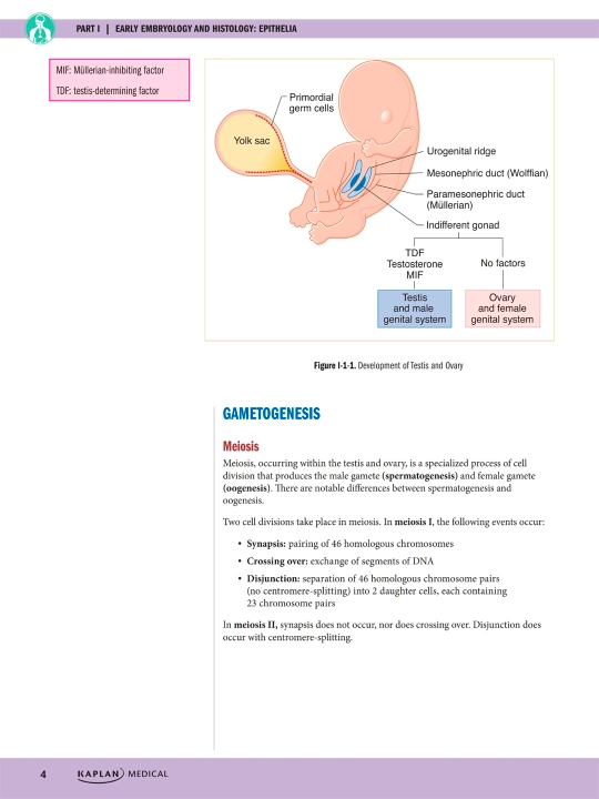 PRECLINICAL ANATOMY REVIEW 2023 — James White