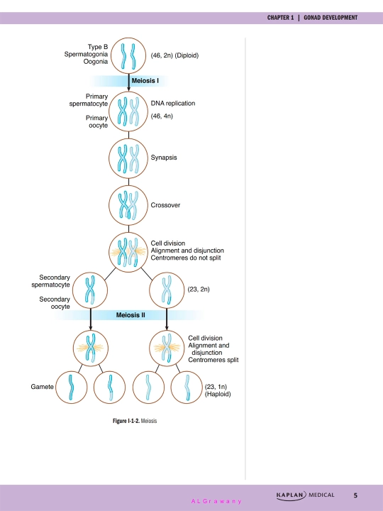 PRECLINICAL ANATOMY REVIEW 2023 — James White