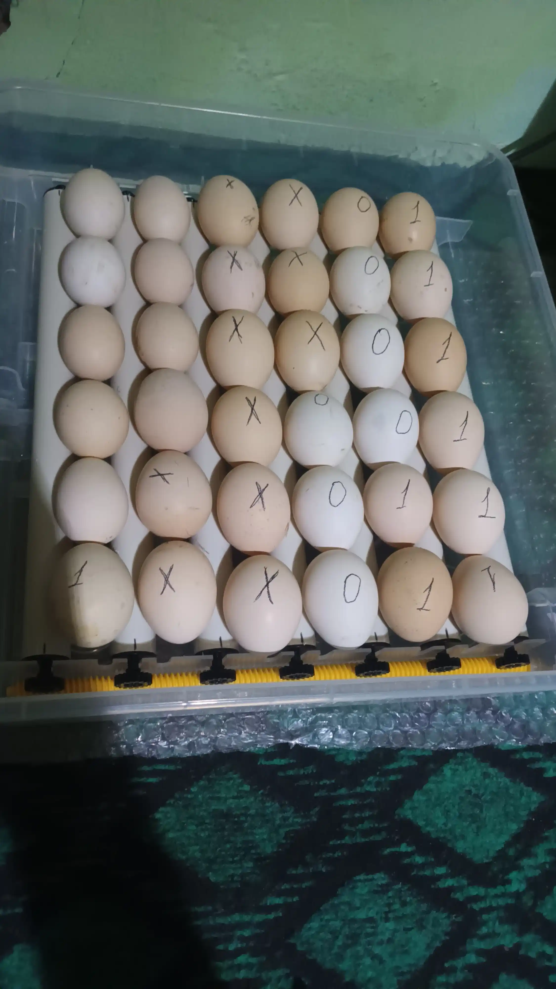 Инкубатор для яиц на 36/72/144/216/288, работает от 12В и 220В
