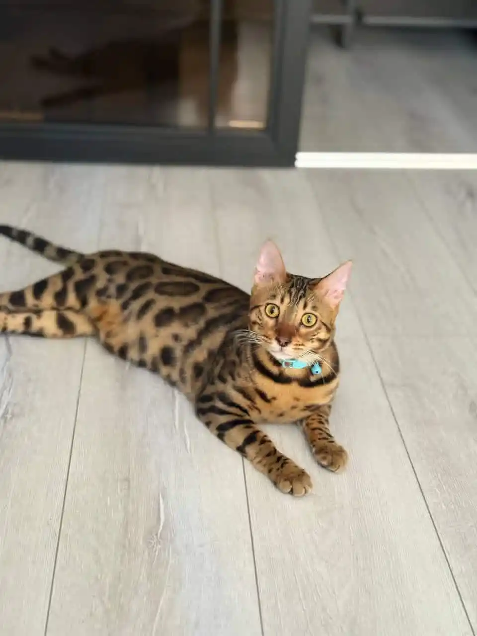 Felix Sensations mushuk nam ovqati, sousdagi sabzi va o'rdak, 75 gr 5 dona