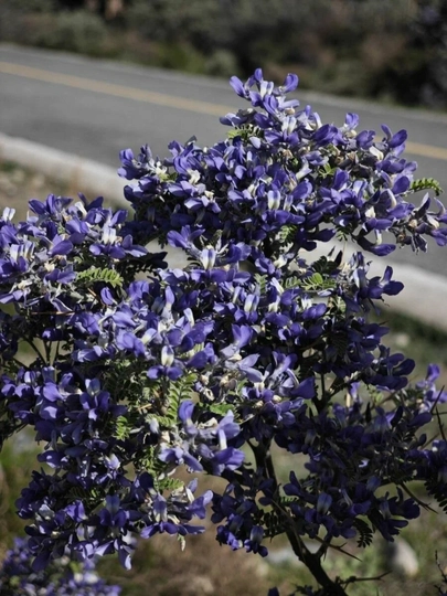 Софора Давида — семена для выращивания красивого декоративного растения — НИХОЛЧИ-САФОРА