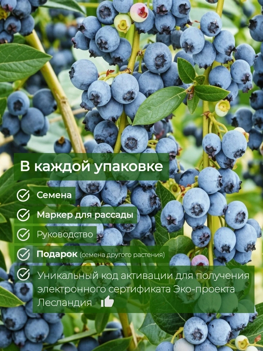 Baland bo‘yli golubika urug‘i, o‘rmon xazinasi, 20 dona