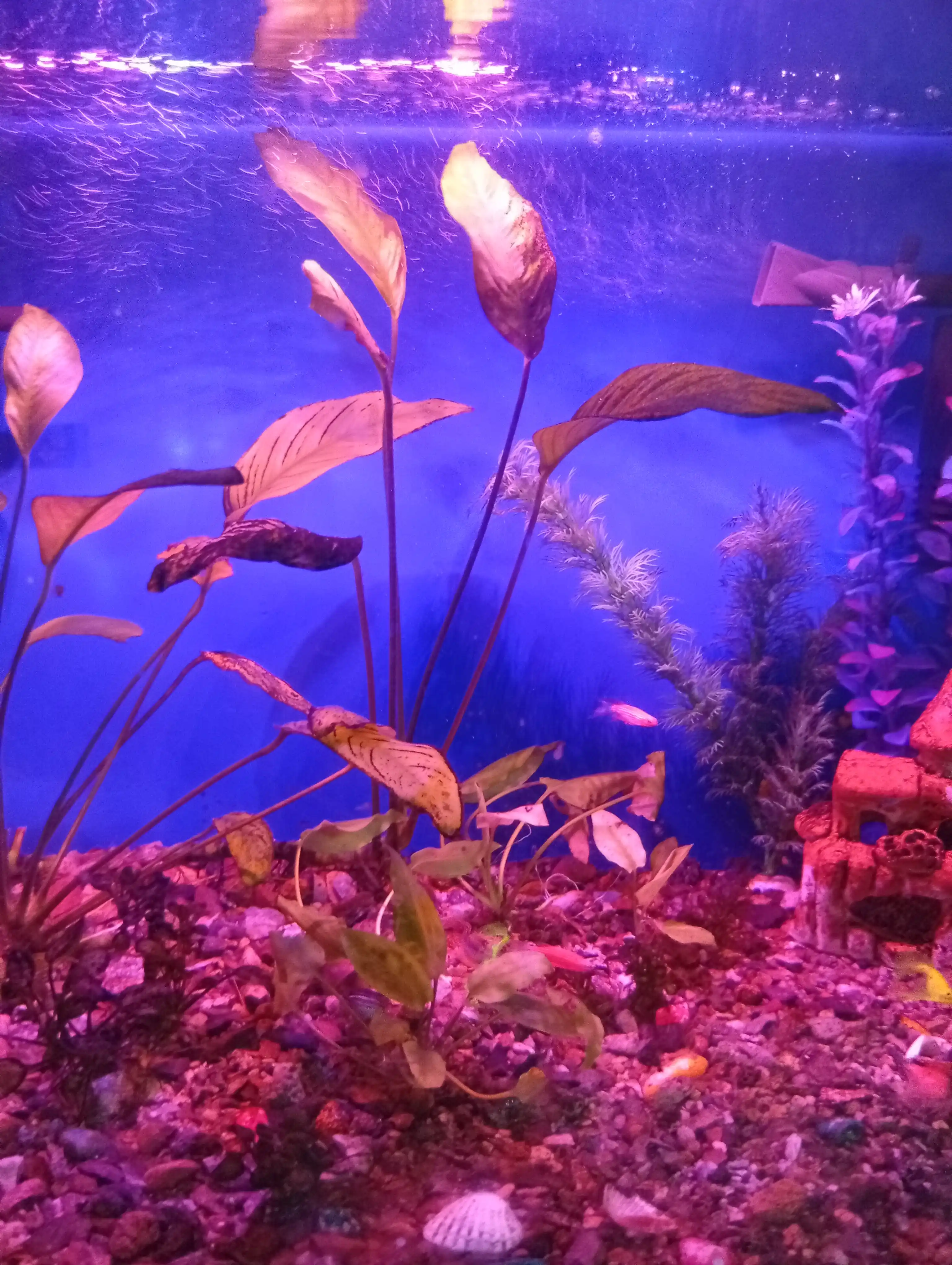 LED akvarium chirog'i, rangli o'tkazgichli chiroq, 20-100 sm, moviy, qizil, oq