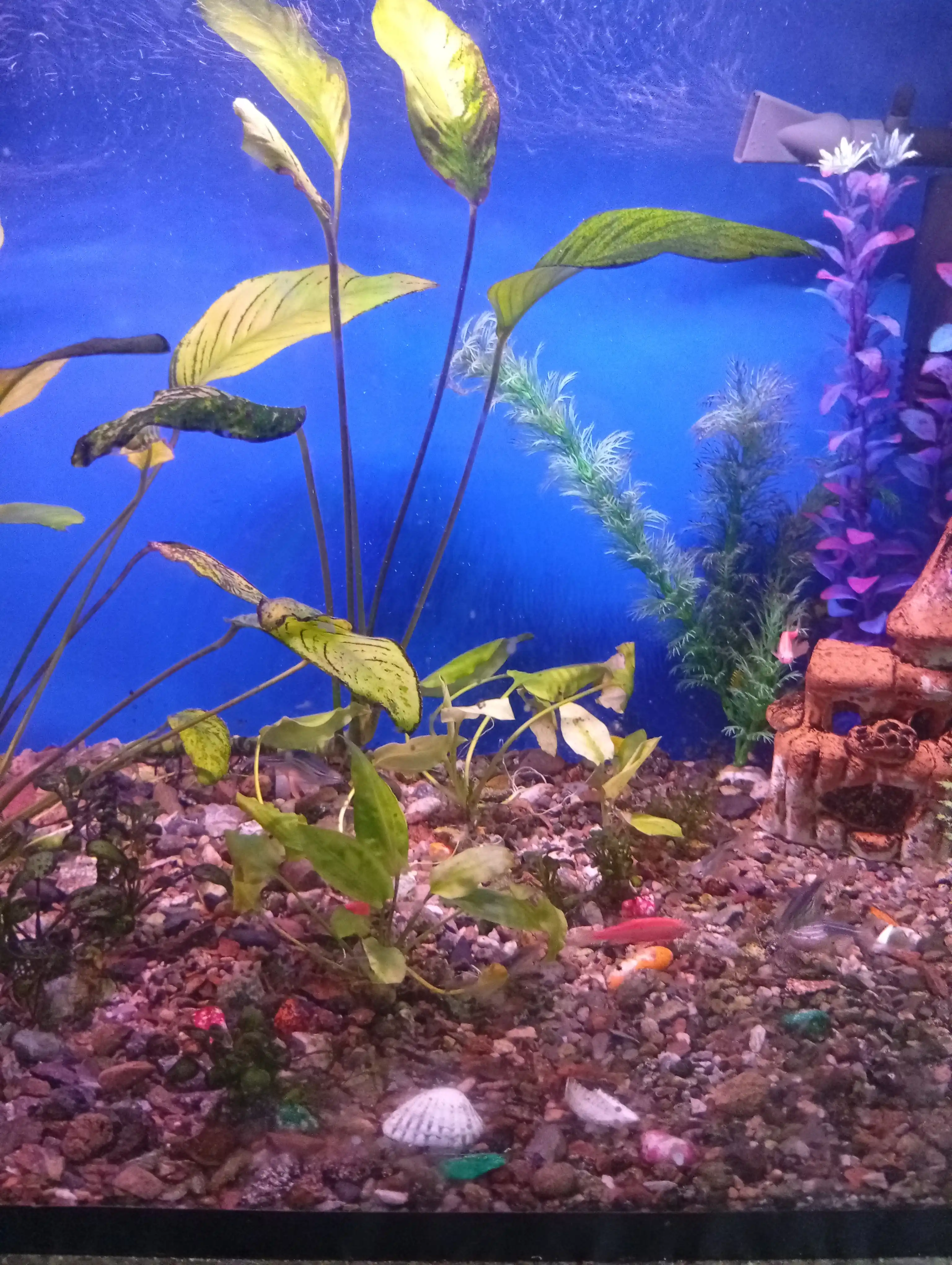 LED akvarium chirog'i, rangli o'tkazgichli chiroq, 20-100 sm, moviy, qizil, oq