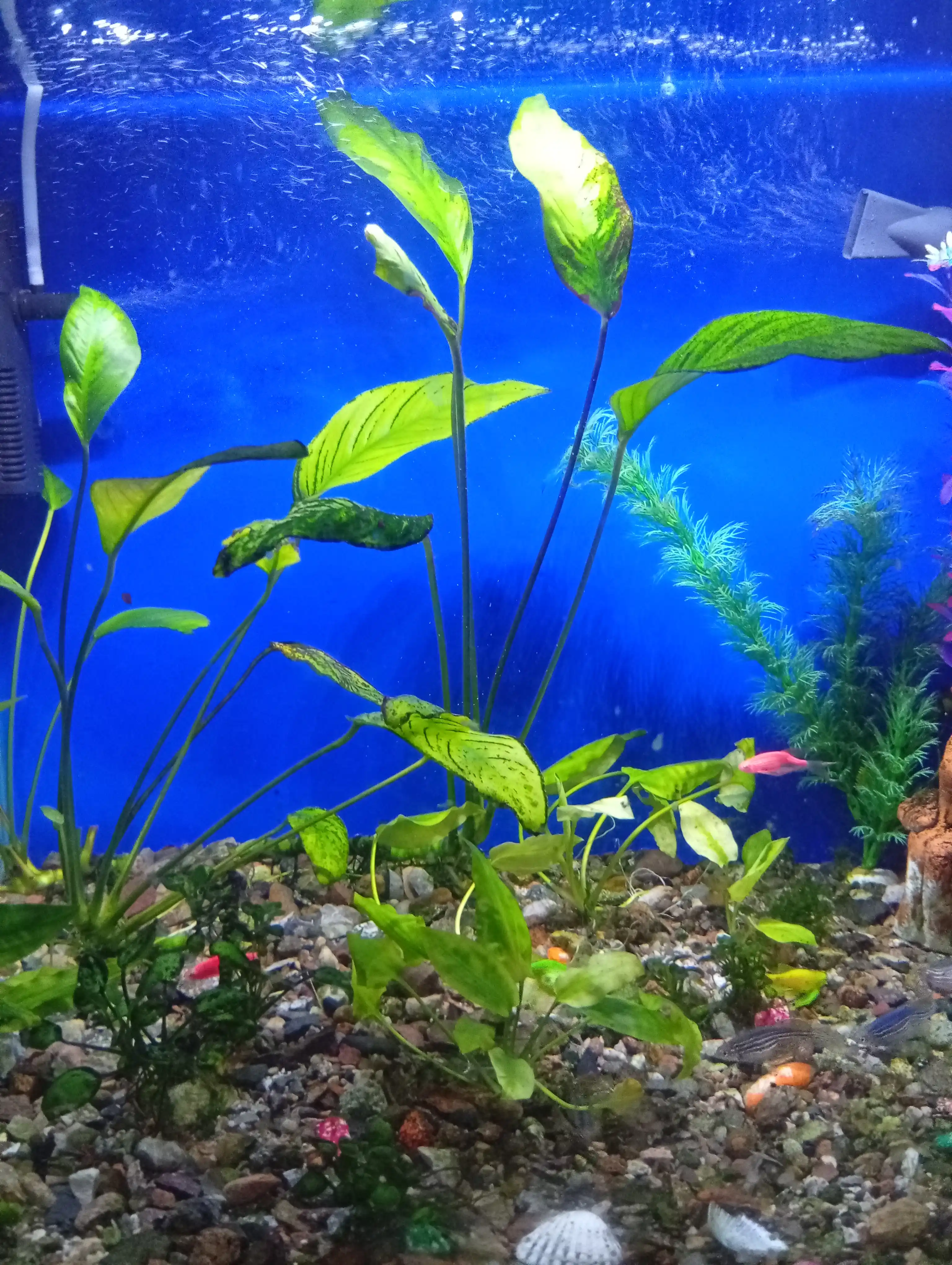 LED akvarium chirog'i, rangli o'tkazgichli chiroq, 20-100 sm, moviy, qizil, oq