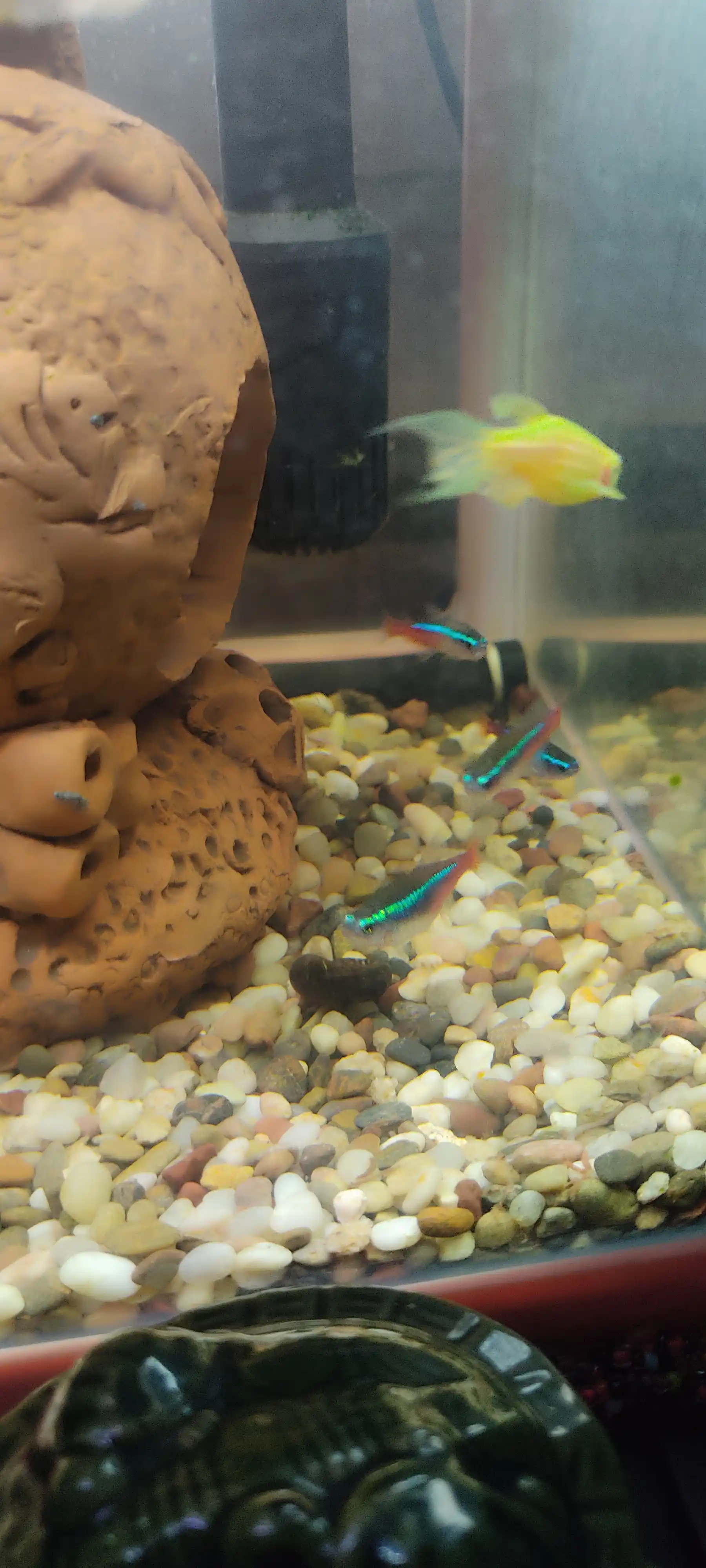Akvarium uchun tabiiy grunt “Miks Premium” 5 mm, dekorativ tosh, baliqlar uchun xavfsiz