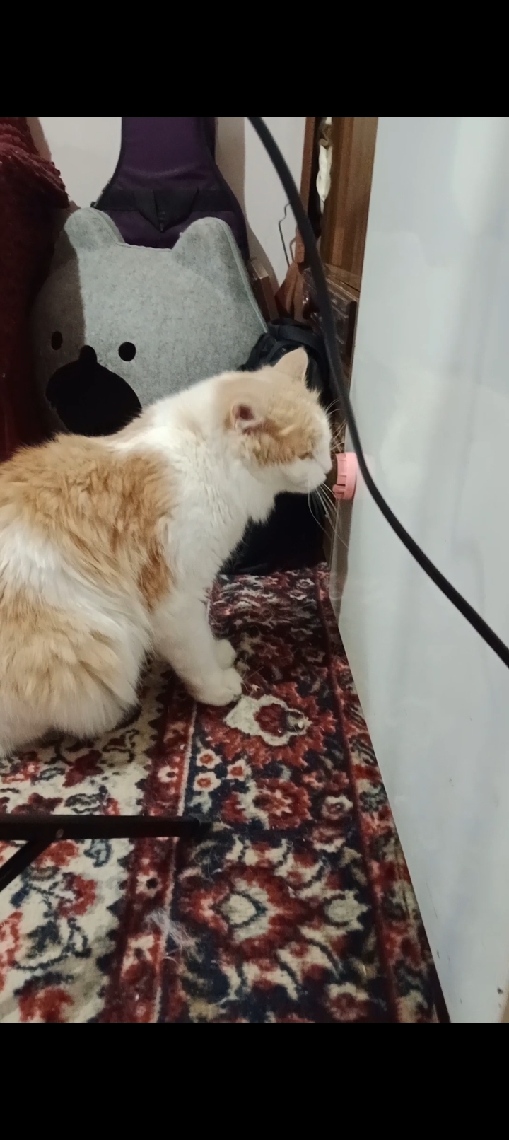 Кошачья мята в шарике на липучке
