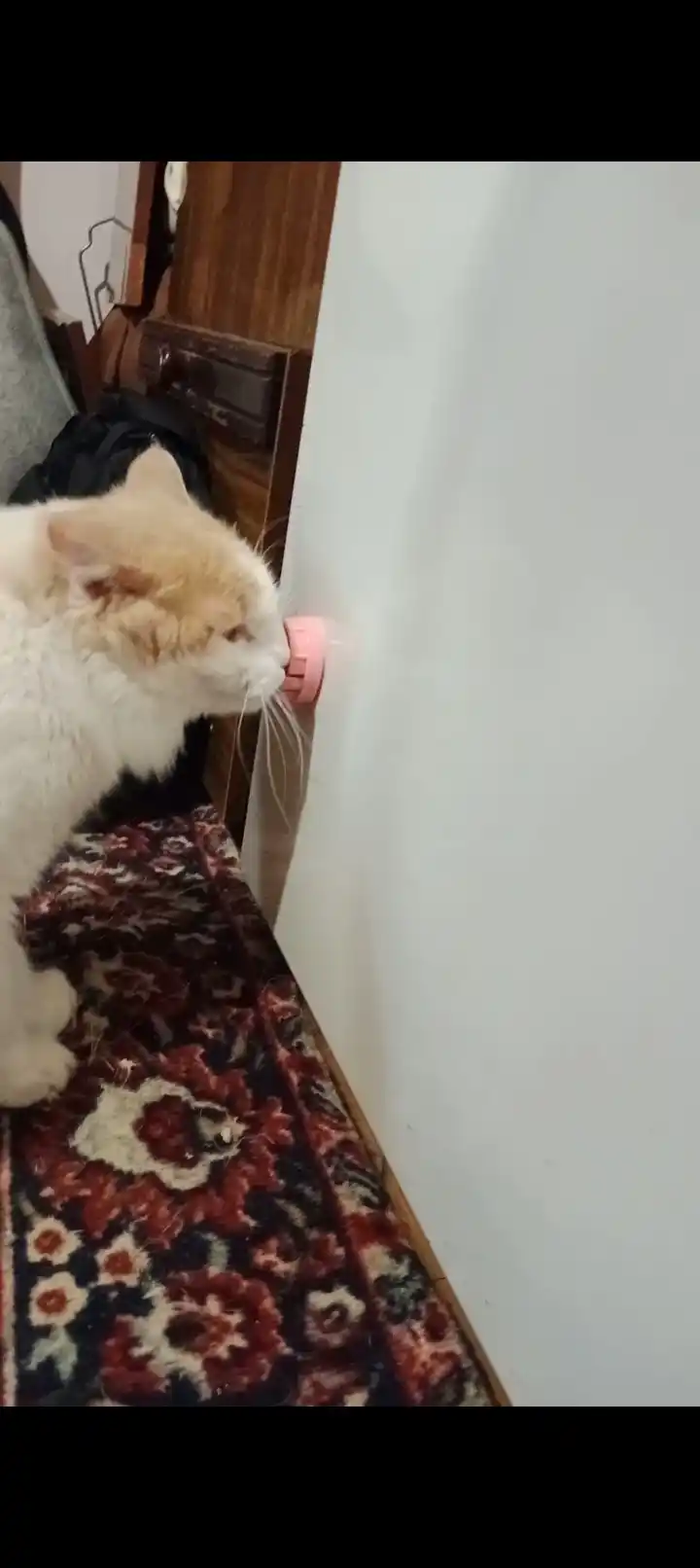 Кошачья мята в шарике на липучке
