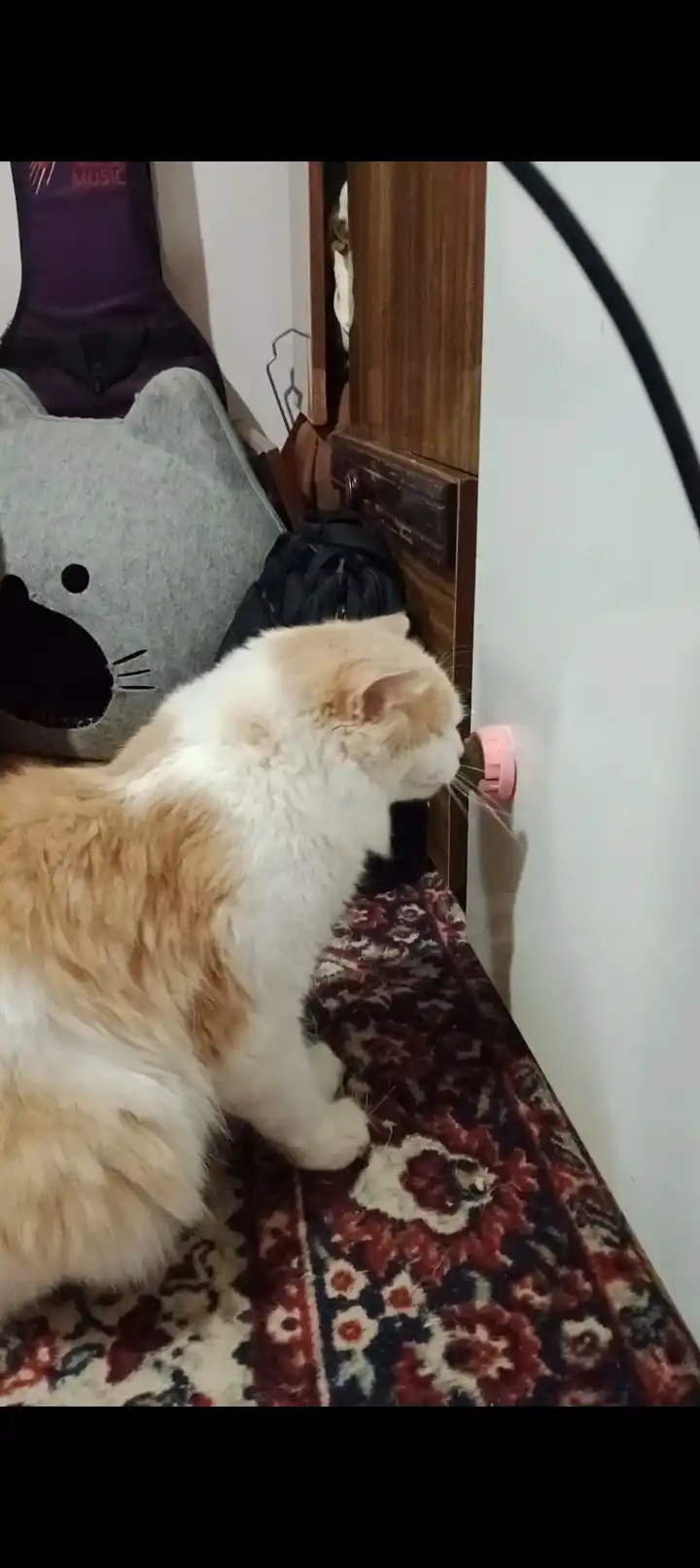 Кошачья мята в шарике на липучке