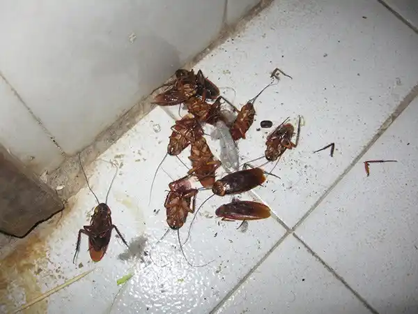 Top Bait — Koreya sifati. Kuchli formula, tez natija, tarakanlarga yakuniy nuqta