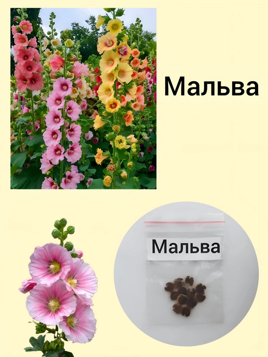 Семена Мальвы, 10 шт - 