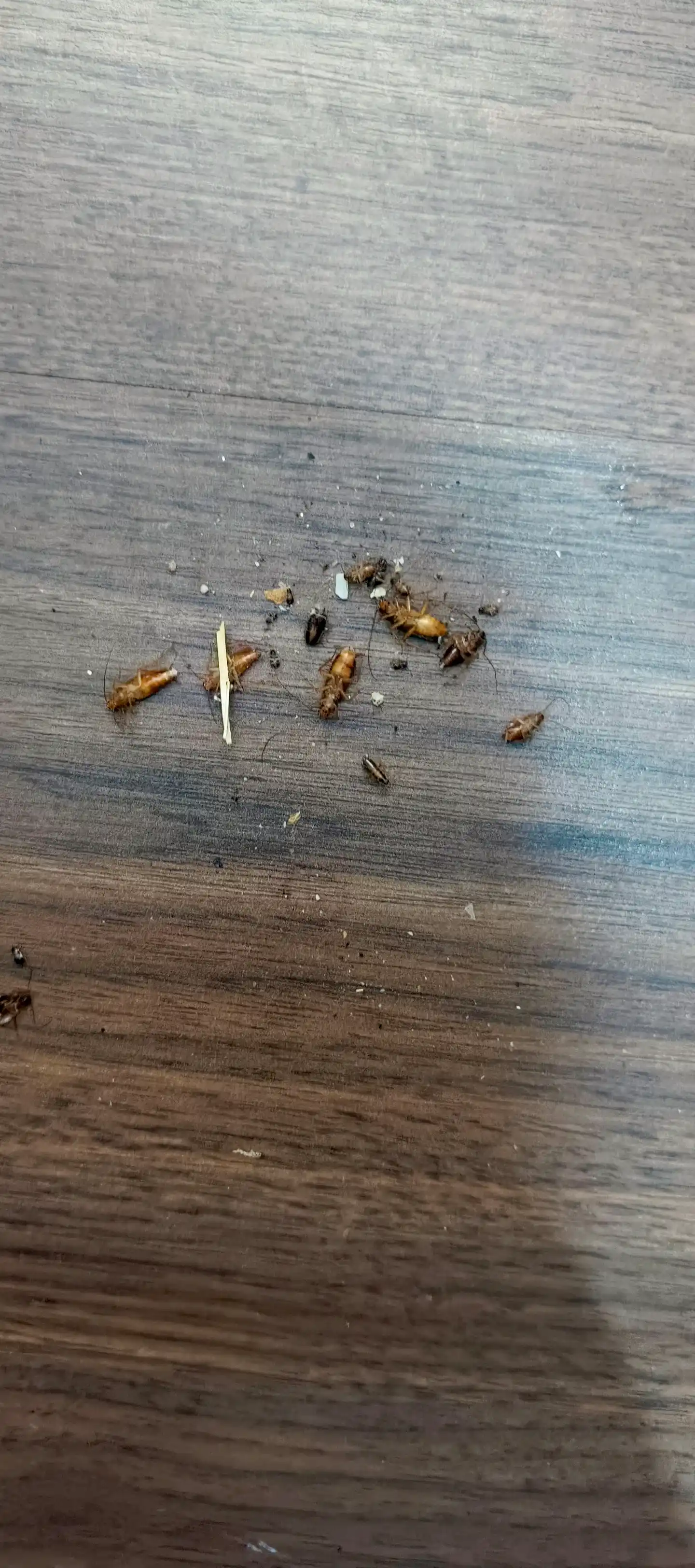 Amerika tarakan geli, hasharotlarni qo’rqituvchi, 30 ml